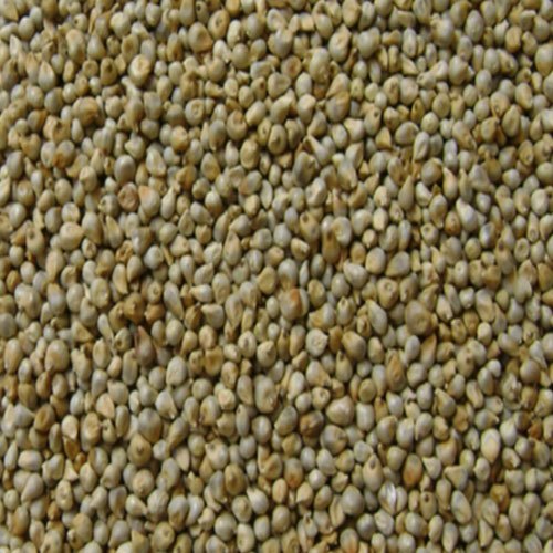 Millet Seeds