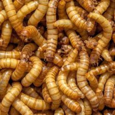 MEALWORM